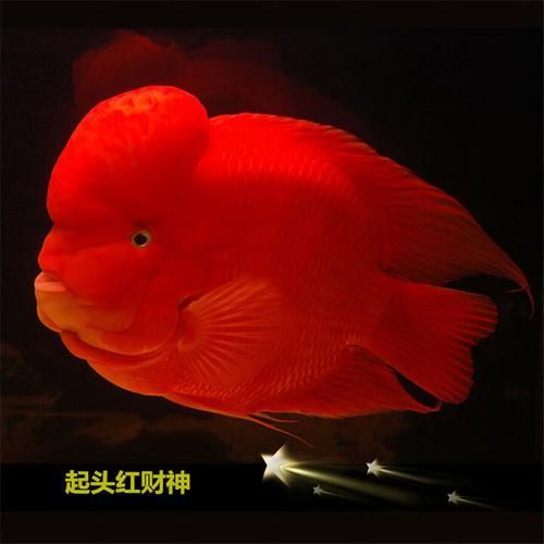 紅面財神魚，紅面財神魚是什么？