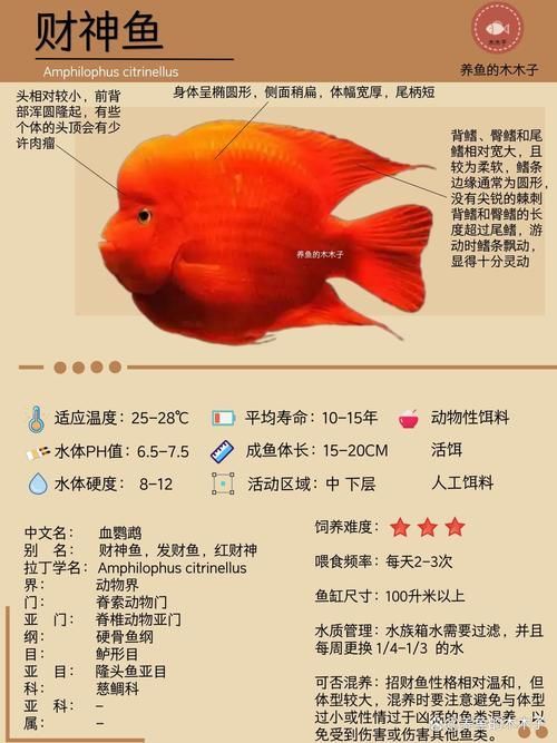 紅面財神魚，紅面財神魚是什么？