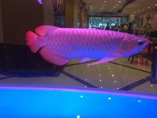 紅面財神魚，紅面財神魚是什么？
