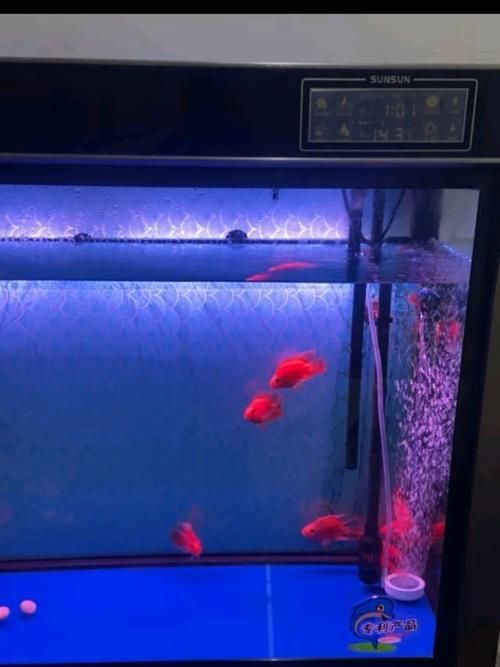 紅面財神魚，紅面財神魚是什么？