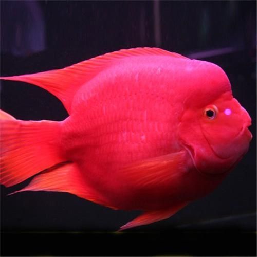 紅面財神魚，紅面財神魚是什么？