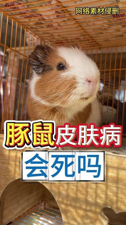 如何判斷秘魯?shù)弁跏蟮慕】禒顩r？，如何判斷秘魯?shù)弁跏蟮慕】禒顩r 如何判斷秘魯?shù)弁跏蟮慕】禒顩r？，如何判斷秘魯?shù)弁跏蟮慕】禒顩r 龍魚百科 第4張