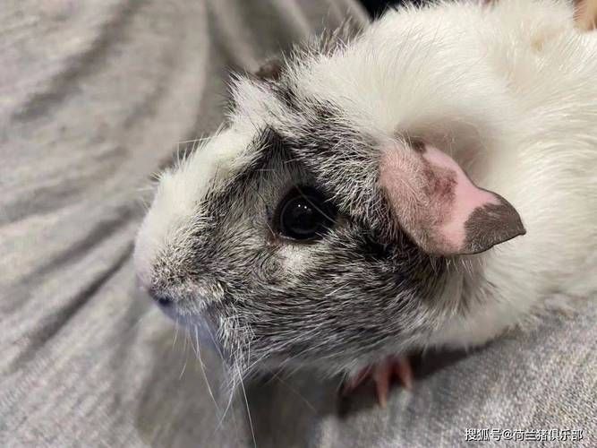 如何判斷秘魯?shù)弁跏蟮慕】禒顩r？，如何判斷秘魯?shù)弁跏蟮慕】禒顩r 如何判斷秘魯?shù)弁跏蟮慕】禒顩r？，如何判斷秘魯?shù)弁跏蟮慕】禒顩r 龍魚百科 第6張