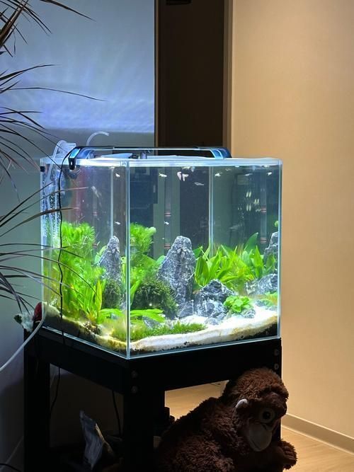 如何判斷龍魚缸的安全性？，如何判斷龍魚缸安全性 如何判斷龍魚缸的安全性？，如何判斷龍魚缸安全性 龍魚百科 第2張