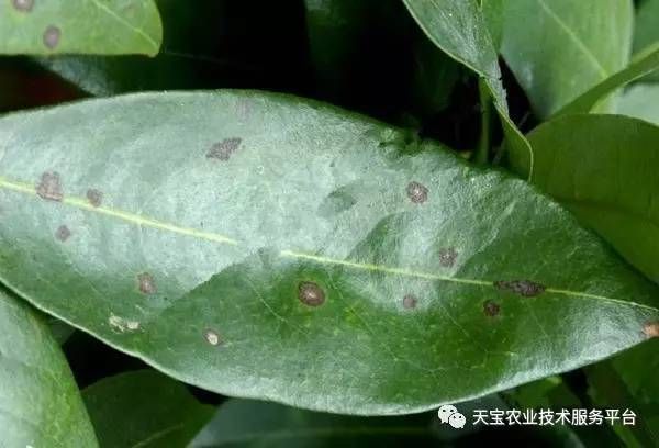 龍眼爛尾病如何防治，關于龍眼爛尾病的防治 龍眼爛尾病如何防治，關于龍眼爛尾病的防治 龍魚百科 第6張