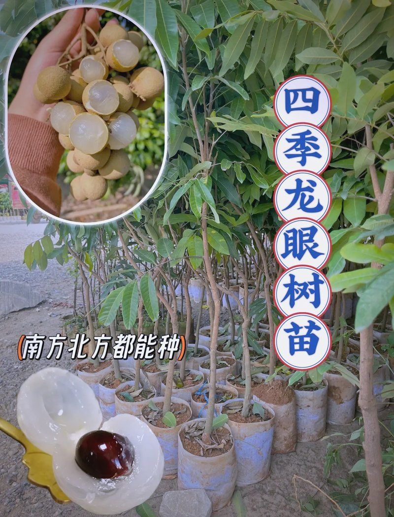 龍眼爛尾病如何防治，關于龍眼爛尾病的防治 龍眼爛尾病如何防治，關于龍眼爛尾病的防治 龍魚百科 第9張
