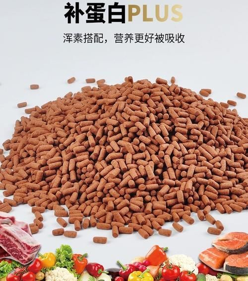 海豚龍魚飼料有哪些型號推薦？，海豚龍魚飼料型號