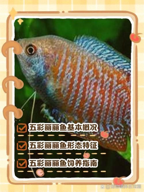 如何區分朱巴利魚的雌雄？