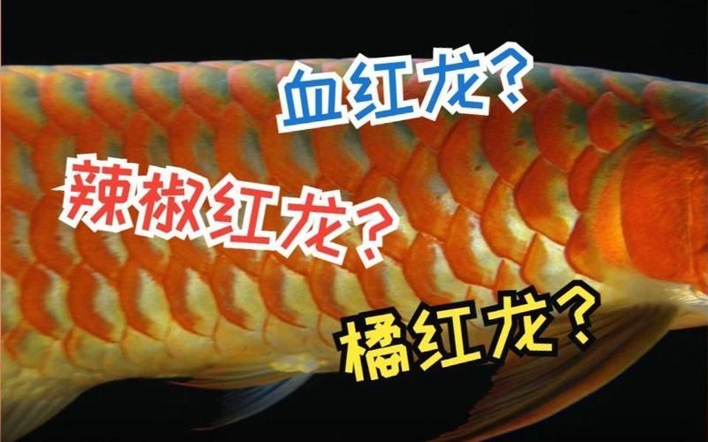 如何鑒別頂級紅龍魚的真偽，如何鑒別頂級紅龍魚 如何鑒別頂級紅龍魚的真偽，如何鑒別頂級紅龍魚 龍魚百科 第11張