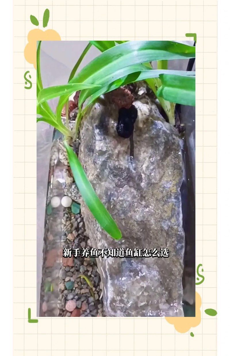 哪種材質的龍魚缸最耐用？，超白玻璃是目前制作龍魚缸最耐用且綜合性能最優的材質 哪種材質的龍魚缸最耐用？，超白玻璃是目前制作龍魚缸最耐用且綜合性能最優的材質 龍魚百科 第6張
