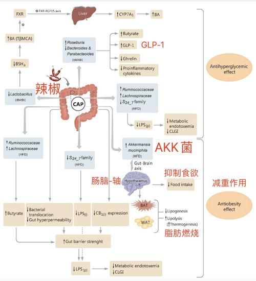 腸道微生態(tài)調控具體如何操作，關于腸道微生態(tài)調控