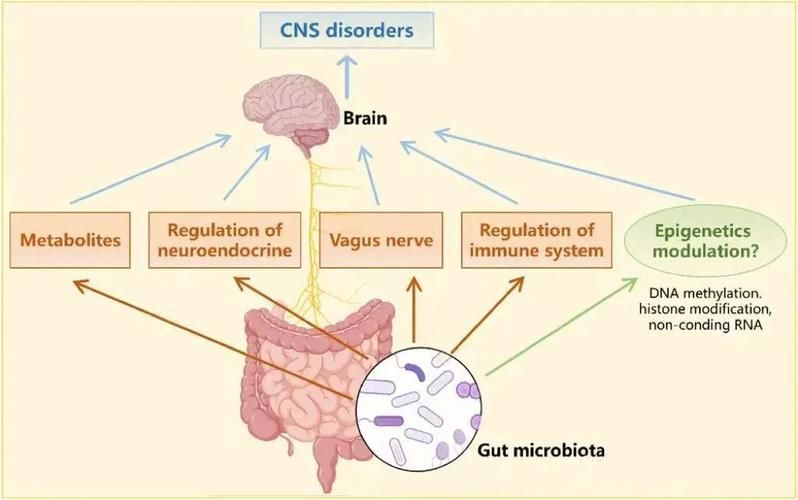 腸道微生態(tài)調控具體如何操作，關于腸道微生態(tài)調控