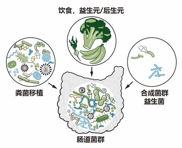腸道微生態(tài)調控具體如何操作，關于腸道微生態(tài)調控