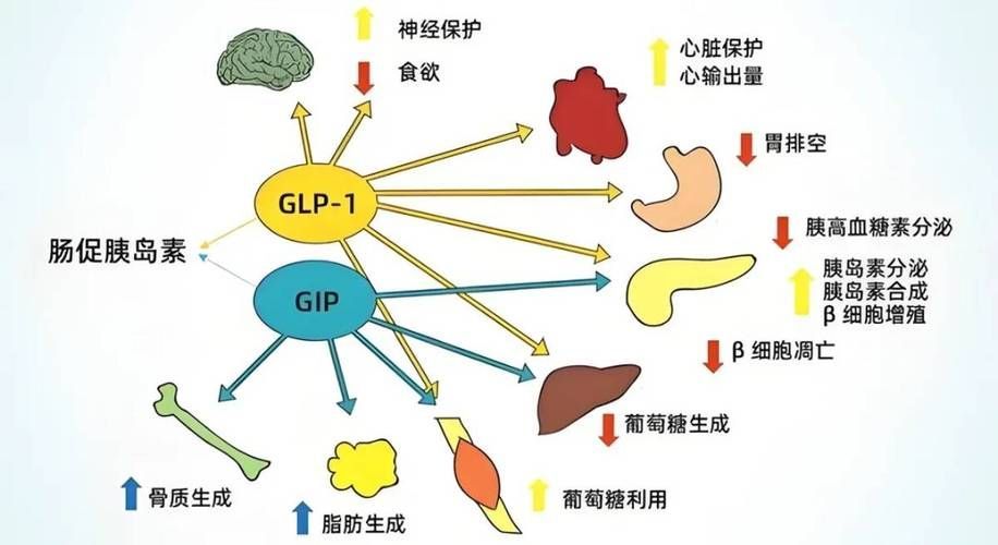 腸道微生態(tài)調控具體如何操作，關于腸道微生態(tài)調控