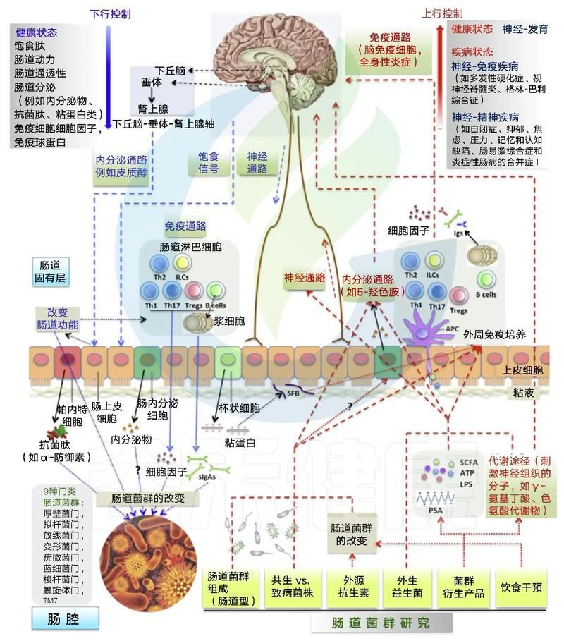 腸道微生態(tài)調控具體如何操作，關于腸道微生態(tài)調控
