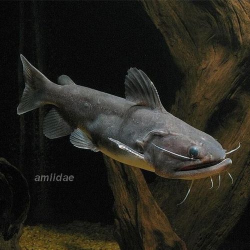 哪里可以購買到大嘴鯨魚？，大嘴鯨魚怎么樣？ 哪里可以購買到大嘴鯨魚？，大嘴鯨魚怎么樣？ 龍魚百科 第1張