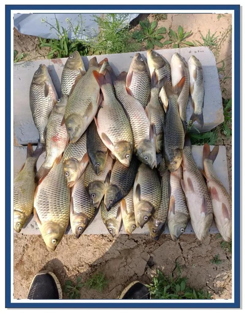 有哪些藥物可以預防魚腸炎，魚類腸炎的預防用藥清單