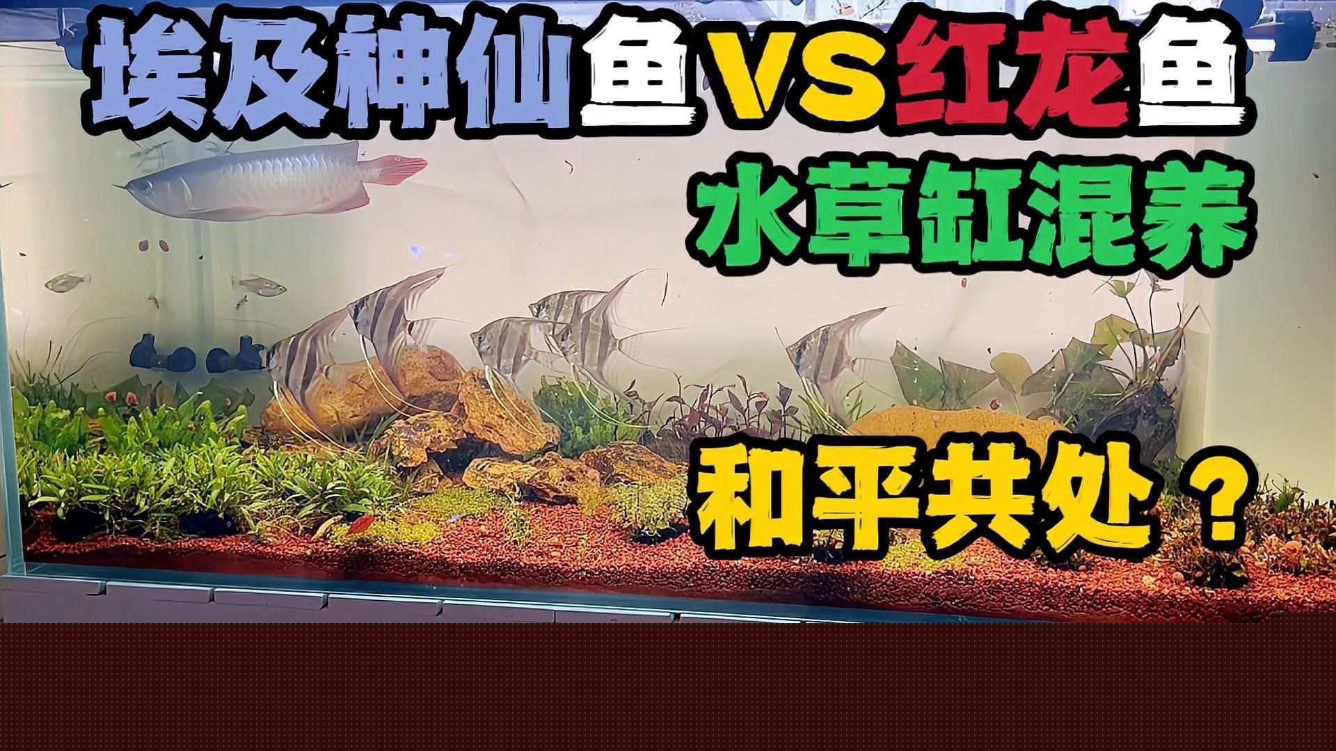 龍魚的最佳混養伙伴有哪些？，與龍魚混養的魚類種類 龍魚的最佳混養伙伴有哪些？，與龍魚混養的魚類種類 龍魚百科 第2張