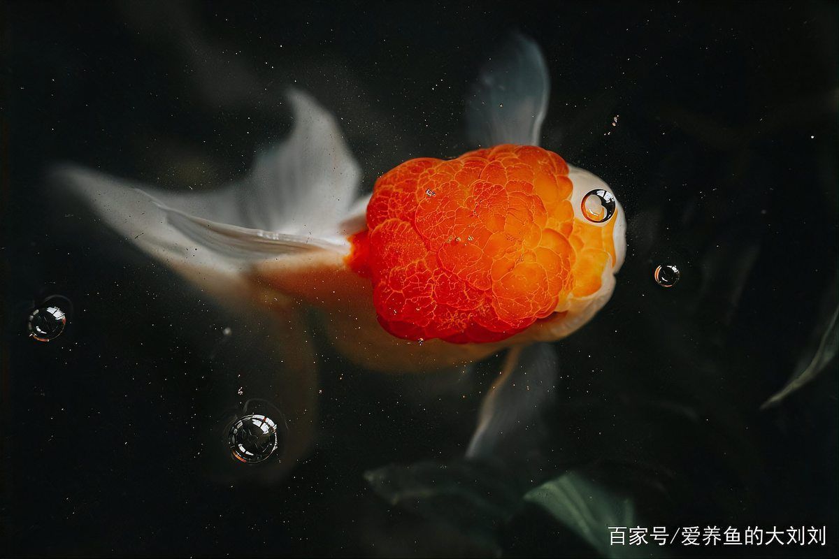 如何改善金魚食欲