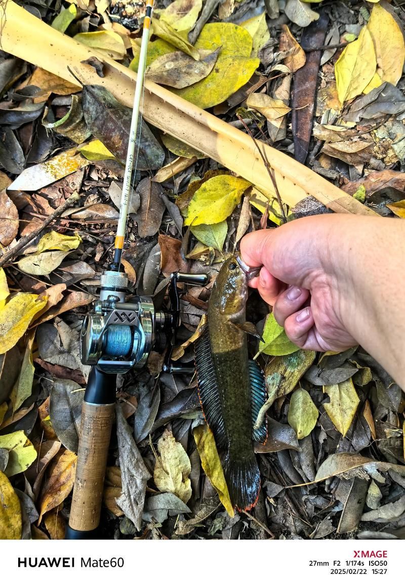 給我一些關于雷龍腹水的治療圖片，關于雷龍腹水治療