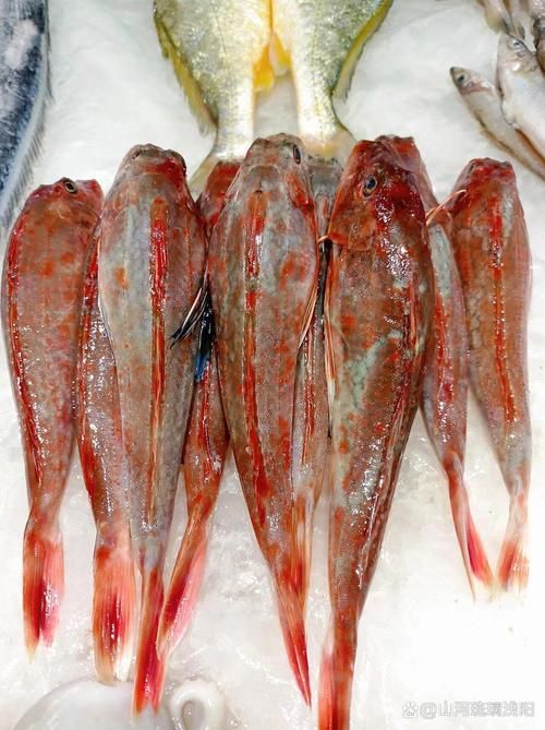 紅頭利魚，“紅頭利魚（如紅頭利魚（如紅頭利魚”的標(biāo)準(zhǔn)物種詳解