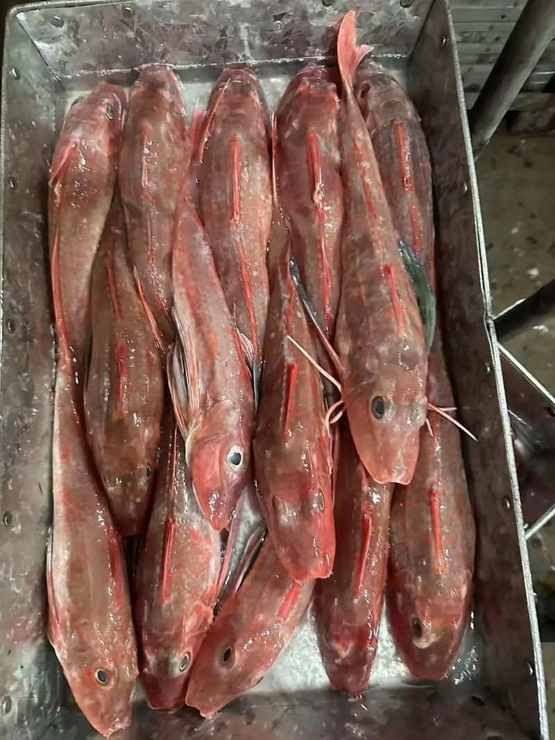 紅頭利魚，“紅頭利魚（如紅頭利魚（如紅頭利魚”的標(biāo)準(zhǔn)物種詳解