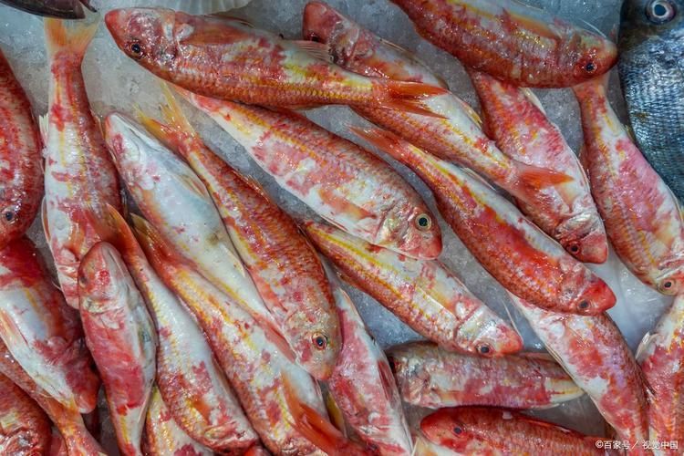 紅頭利魚，“紅頭利魚（如紅頭利魚（如紅頭利魚”的標準物種詳解