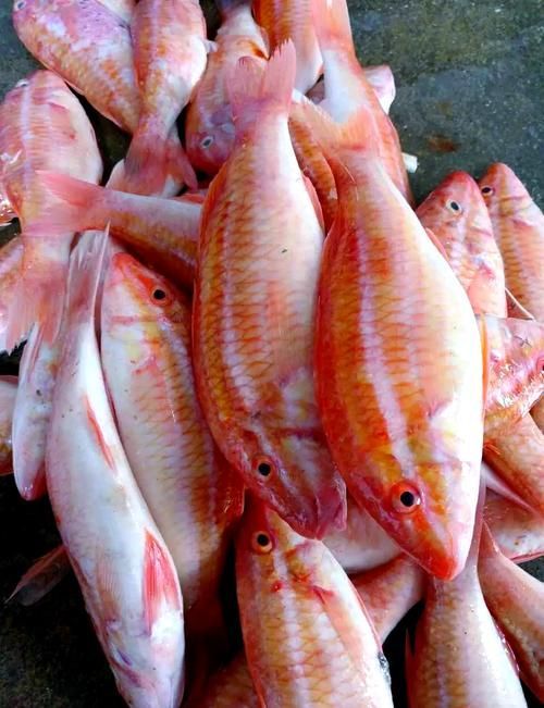 紅頭利魚，“紅頭利魚（如紅頭利魚（如紅頭利魚”的標準物種詳解