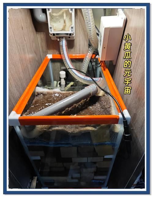 如何改善六角龍魚的水質，六角龍魚水質改善詳解