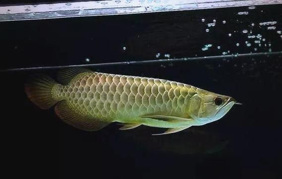 有哪些金龍魚品種等級(jí)，金龍魚中的“極品”，鱗片可六排全亮，價(jià)格最為昂貴