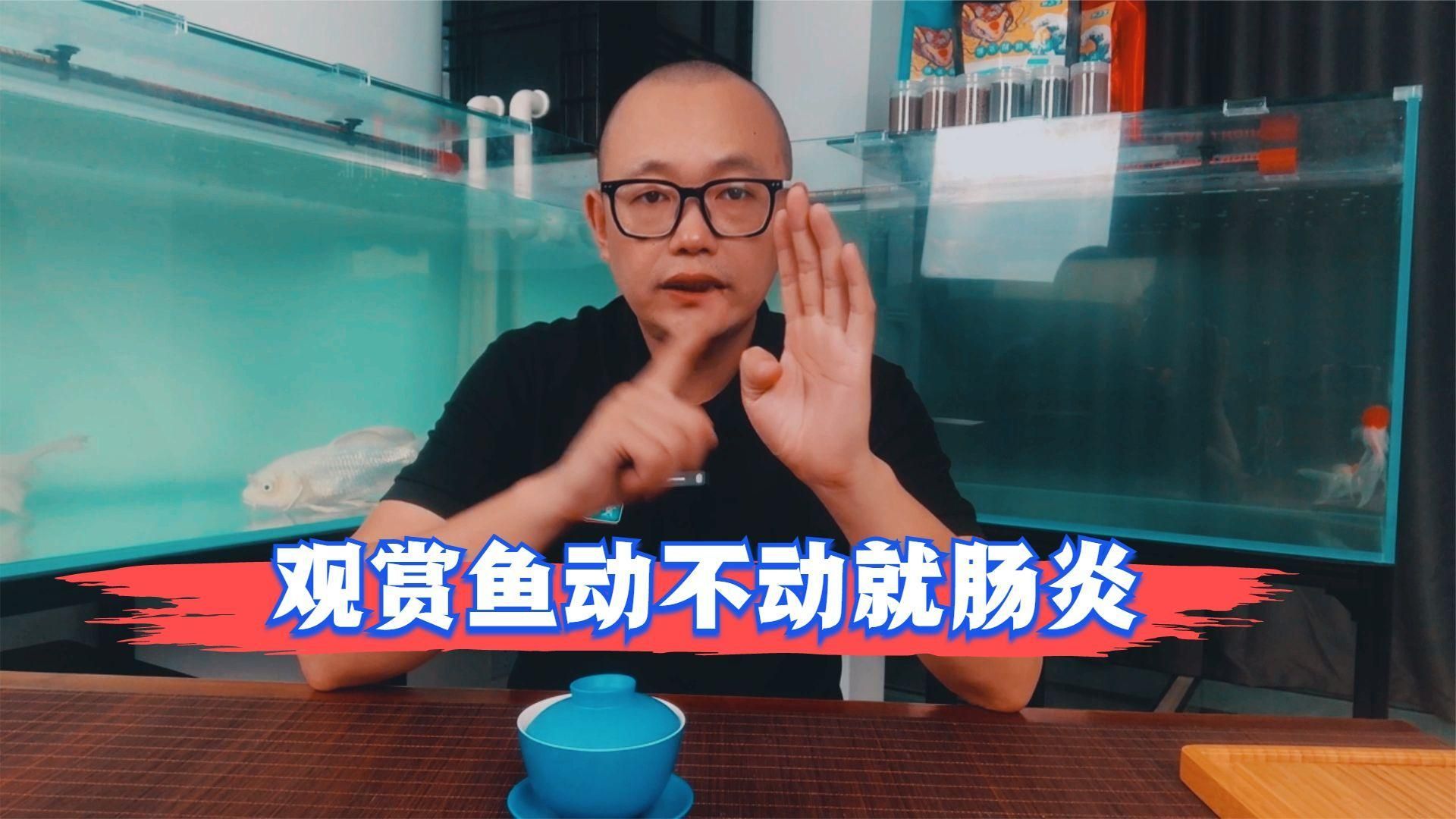 如何判斷魚腸炎是否嚴重，錦鯉腸炎和內寄分不出來場長教你分辨腸炎和內寄的兩個關鍵點 如何判斷魚腸炎是否嚴重，錦鯉腸炎和內寄分不出來場長教你分辨腸炎和內寄的兩個關鍵點 龍魚百科 第1張
