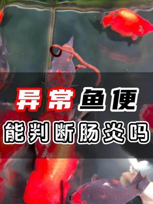 如何判斷魚腸炎是否嚴重，錦鯉腸炎和內寄分不出來場長教你分辨腸炎和內寄的兩個關鍵點 如何判斷魚腸炎是否嚴重，錦鯉腸炎和內寄分不出來場長教你分辨腸炎和內寄的兩個關鍵點 龍魚百科 第3張