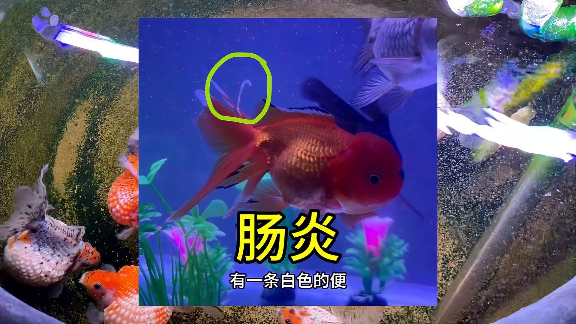 如何判斷魚腸炎是否嚴重，錦鯉腸炎和內寄分不出來場長教你分辨腸炎和內寄的兩個關鍵點 如何判斷魚腸炎是否嚴重，錦鯉腸炎和內寄分不出來場長教你分辨腸炎和內寄的兩個關鍵點 龍魚百科 第2張