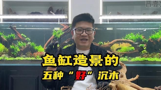 給我推薦一些適合龍魚的沉木和巖石，如何選擇適合龍魚的沉木和巖石