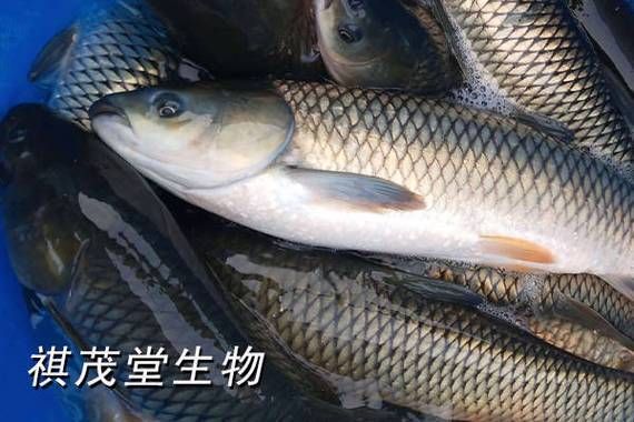 魚身上潰爛后多久會好轉，魚類潰爛恢復周期、影響因素 魚身上潰爛后多久會好轉，魚類潰爛恢復周期、影響因素 龍魚百科 第2張