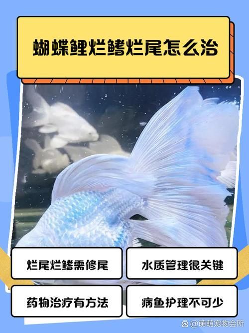 魚身上潰爛后多久會好轉，魚類潰爛恢復周期、影響因素 魚身上潰爛后多久會好轉，魚類潰爛恢復周期、影響因素 龍魚百科 第4張
