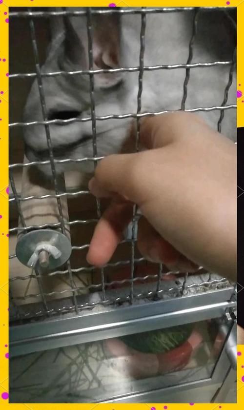 如何判斷龍貓是否適應彼此，如何判斷一只龍貓是否適應彼此 如何判斷龍貓是否適應彼此，如何判斷一只龍貓是否適應彼此 龍魚百科 第10張