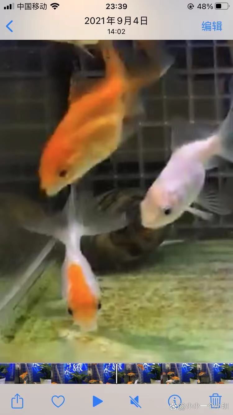 碘伏對哪些魚病最有效，碘伏在水產養殖與觀賞魚疾病防治中的應用 碘伏對哪些魚病最有效，碘伏在水產養殖與觀賞魚疾病防治中的應用 龍魚百科 第8張