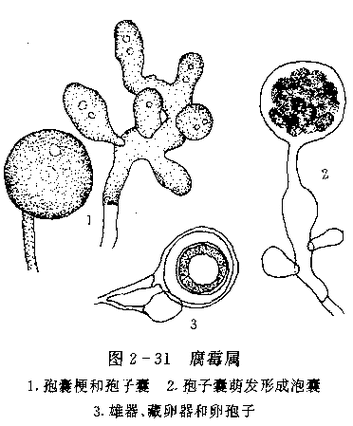 碘伏對哪些魚病最有效，碘伏在水產養殖與觀賞魚疾病防治中的應用 碘伏對哪些魚病最有效，碘伏在水產養殖與觀賞魚疾病防治中的應用 龍魚百科 第6張