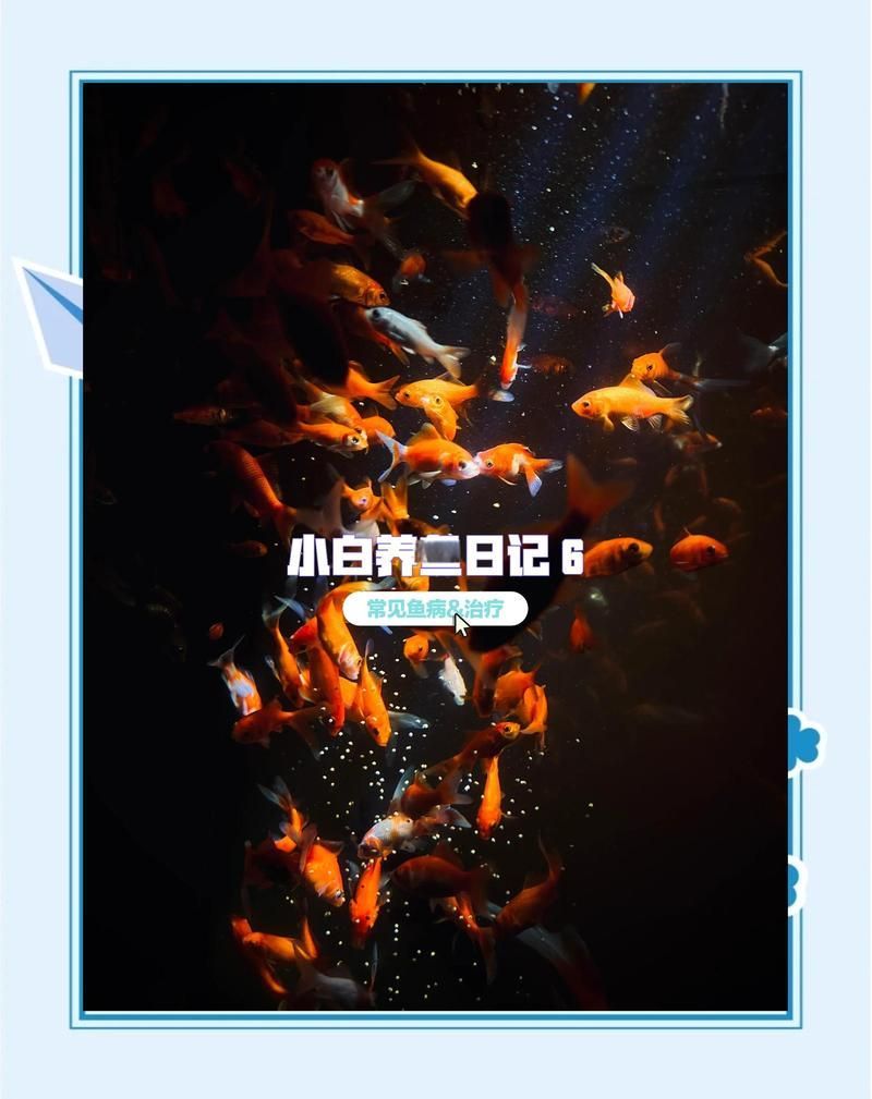 碘伏對哪些魚病最有效，碘伏在水產養殖與觀賞魚疾病防治中的應用 碘伏對哪些魚病最有效，碘伏在水產養殖與觀賞魚疾病防治中的應用 龍魚百科 第7張