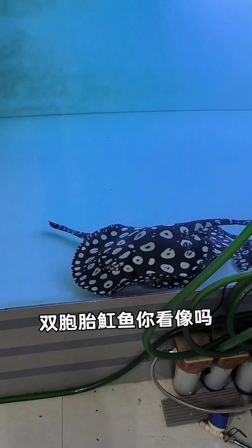 如何促進純血皇冠黑白魟魚生長？，如何促進純血皇冠黑白魟魚生長 如何促進純血皇冠黑白魟魚生長？，如何促進純血皇冠黑白魟魚生長 龍魚百科 第6張