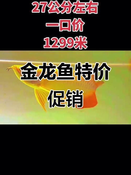 龍魚批發價格大概是多少