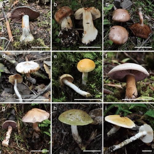 能否提供更多關于真菌和細菌的圖片，生物學研究中真菌和細菌的圖片生成的一段摘要：真菌和細菌