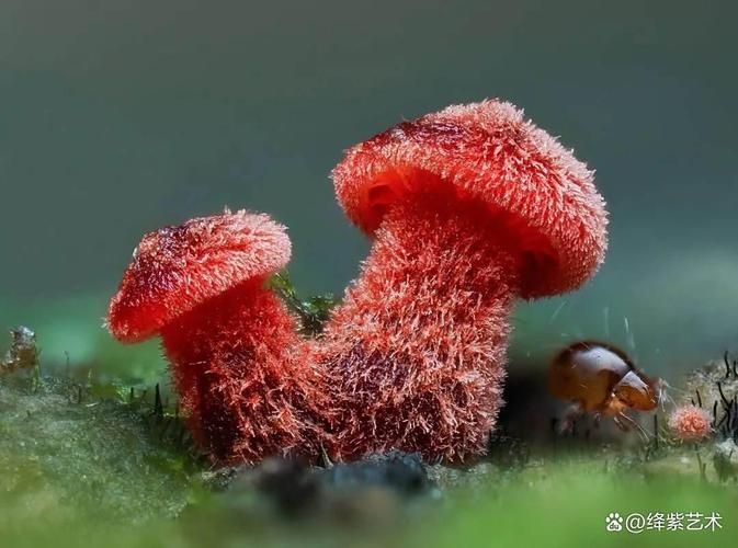 能否提供更多關于真菌和細菌的圖片，生物學研究中真菌和細菌的圖片生成的一段摘要：真菌和細菌