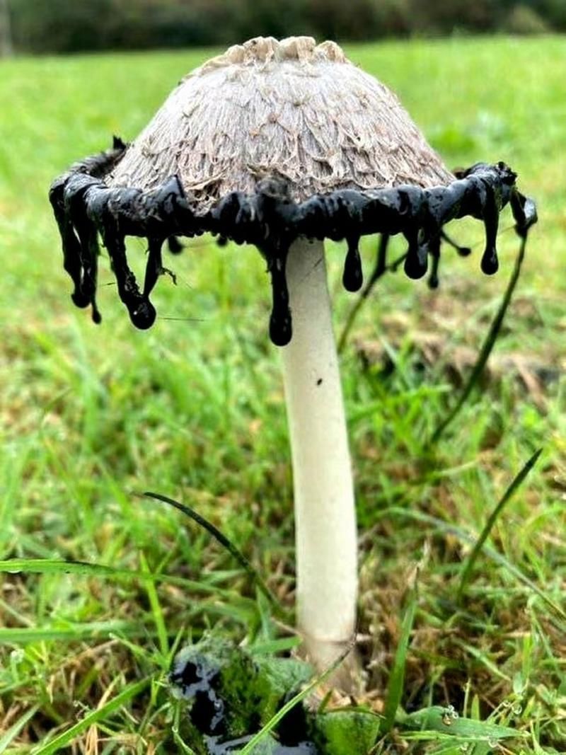 能否提供更多關于真菌和細菌的圖片，生物學研究中真菌和細菌的圖片生成的一段摘要：真菌和細菌
