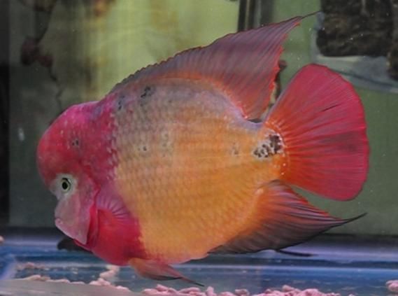 彩虹金花羅漢魚的市場價格是多少？，彩虹金花羅漢魚價格