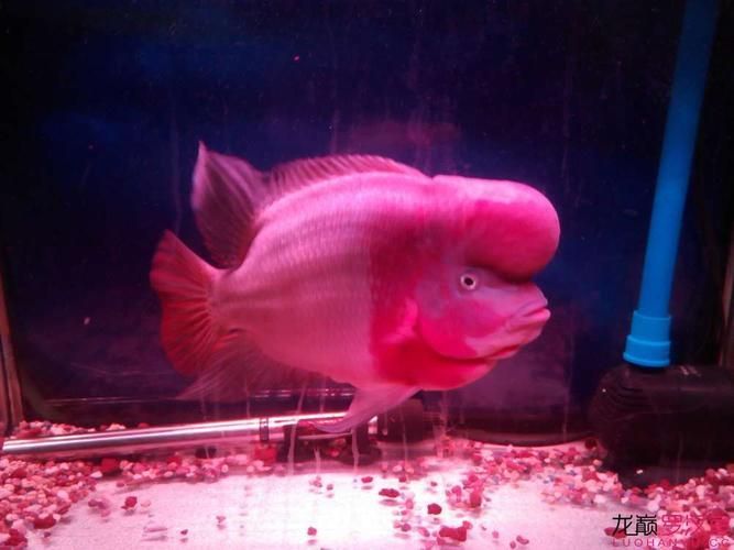彩虹金花羅漢魚的市場價格是多少？，彩虹金花羅漢魚價格