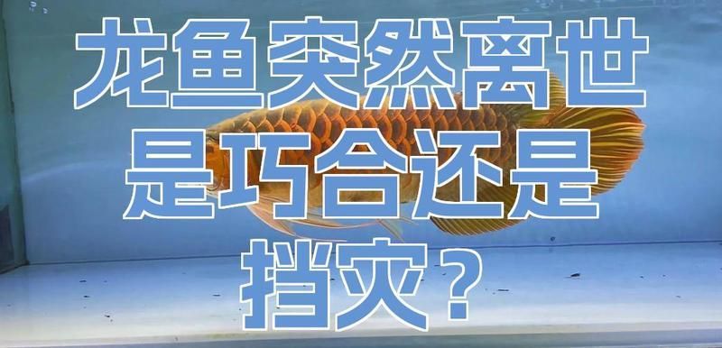 龍魚擋災(zāi)有哪些案例，《九龍拉棺》中龍魚擋災(zāi)的真實原因