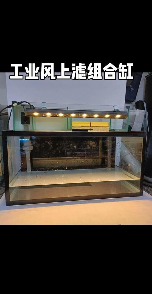 彩鰈和久鼎哪個更耐用？，彩鰈與久鼎的區別 彩鰈和久鼎哪個更耐用？，彩鰈與久鼎的區別 龍魚百科 第5張