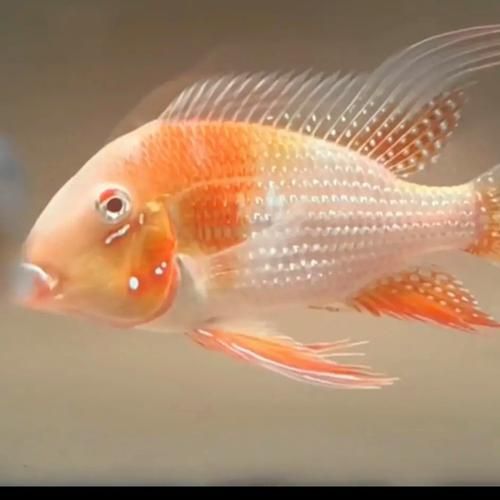 哪里可以購買到白子關刀魚？，白子關刀魚百度優選推薦￥69維翰工廠展開 哪里可以購買到白子關刀魚？，白子關刀魚百度優選推薦￥69維翰工廠展開 龍魚百科 第1張